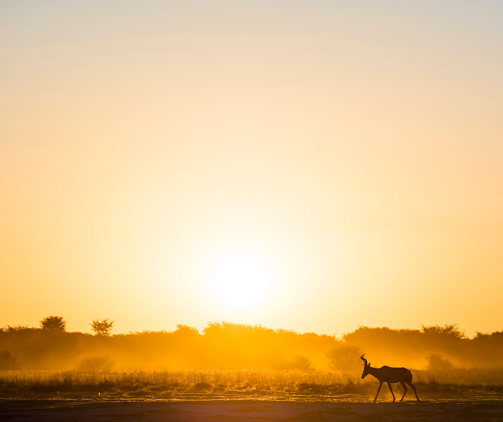 Africa Sunset Impala
